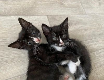 Лот: 16489199. Фото: 1. Котята 2,5 месяца, приучены к... Кошки, котята