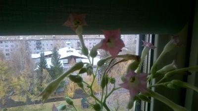 Лот: 21164151. Фото: 1. Уникальное растение в Красноярске... Свежие цветы