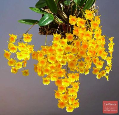 Лот: 20629573. Фото: 1. Орхидея дендробиум Линдли. Горшечные растения и комнатные цветы