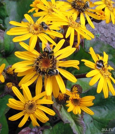 Лот: 9762679. Фото: 1. Бузульник "Отелло" (Ligularia... Садовые цветы