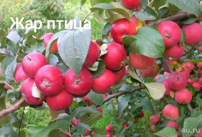 Лот: 14336064. Фото: 1. Полукультурка Жар птица. Другое (растения и животные)