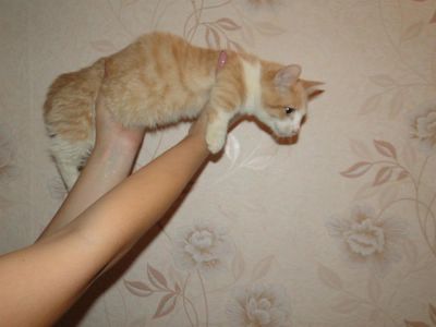 Лот: 3600272. Фото: 1. Манчкин рыжий парень. Кошки, котята