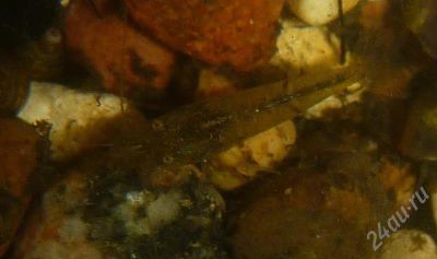 Лот: 548663. Фото: 1. Креветка Neocaridina sp. Моллюски, ракообразные, кораллы