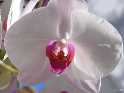 Лот: 8250750. Фото: 1. Орхидея Фаленопсис белая Распродажа... Горшечные растения и комнатные цветы