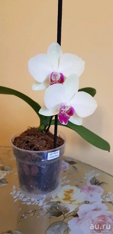 Лот: 13200428. Фото: 1. Орхидея фаленопсис Fortune saltzman... Горшечные растения и комнатные цветы