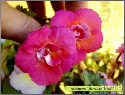 Лот: 12986518. Фото: 1. Ахименес Hawaiian Trend. Горшечные растения и комнатные цветы