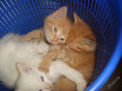 Лот: 2364437. Фото: 1. отдам в хорошие руки. Кошки, котята