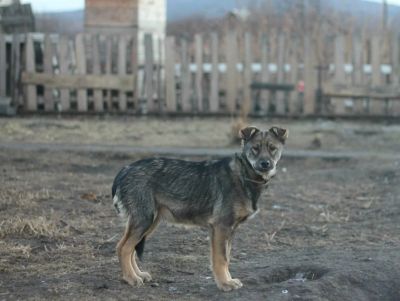 Лот: 3486794. Фото: 1. Я Верный Бой. Собаки, щенки