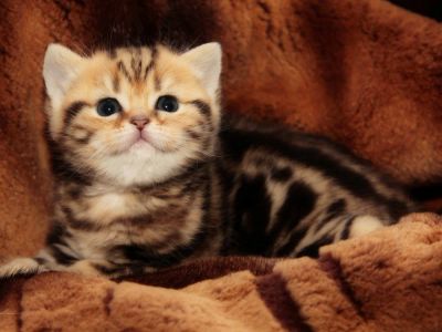 Лот: 9550592. Фото: 1. британский котенок ( золотой мрамор... Кошки, котята