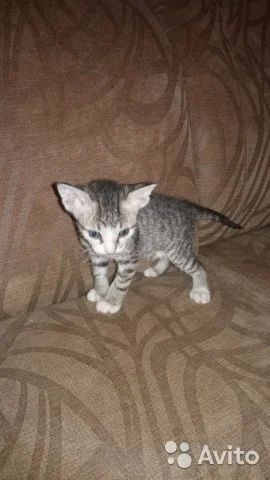 Лот: 7194893. Фото: 1. Кошечка . Кошки, котята