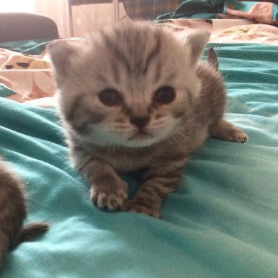 Лот: 10676427. Фото: 1. Шотландские котята (бронирование... Кошки, котята