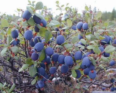 Лот: 7037386. Фото: 1. Голубика Early Blue@,"Эрли блю... Другое (семена, рассада, садовые растения)