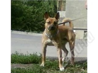 Лот: 385785. Фото: 1. отдадим собаку метис стаффа. Остальные животные
