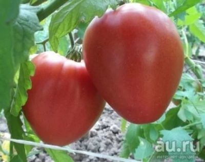 Лот: 12779464. Фото: 1. Томаты (помидоры), семена домашние... Овощи