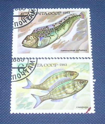 Лот: 3722237. Фото: 1. марки ссср 1983г рыбы. Марки