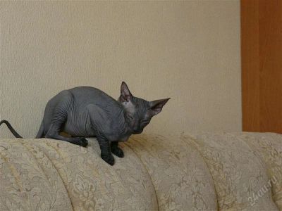 Лот: 850928. Фото: 1. котенок Петерболд недорого срочно... Остальные животные