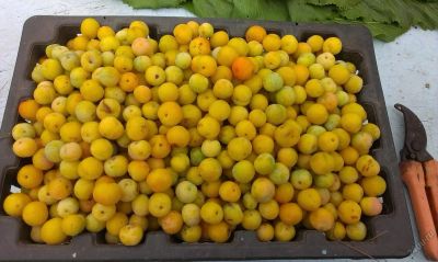 Лот: 5966656. Фото: 1. Слива продам. Ягоды, орехи