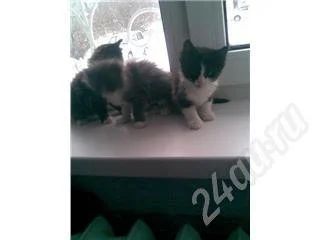 Лот: 220849. Фото: 1. Отдам котят в хорошие руки. Остальные животные