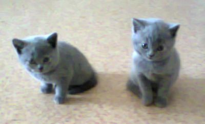 Лот: 3008461. Фото: 1. Продам последнего котенка-девочку... Кошки, котята
