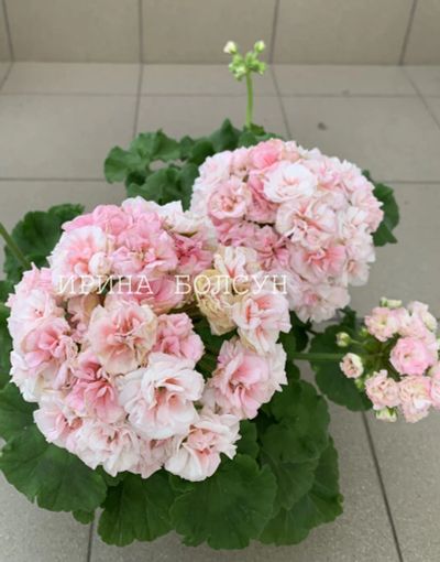 Лот: 20030750. Фото: 1. Сортовая пеларгония "ЕС Персиковый... Горшечные растения и комнатные цветы