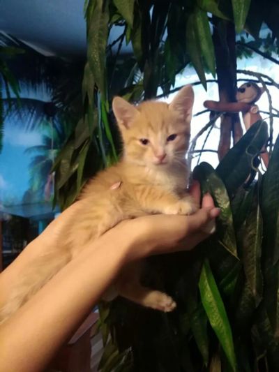 Лот: 10793886. Фото: 1. Рыжие котята. Кошки, котята