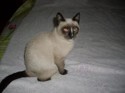 Лот: 8383862. Фото: 1. Сиамский котёнок в хорошие руки. Кошки, котята