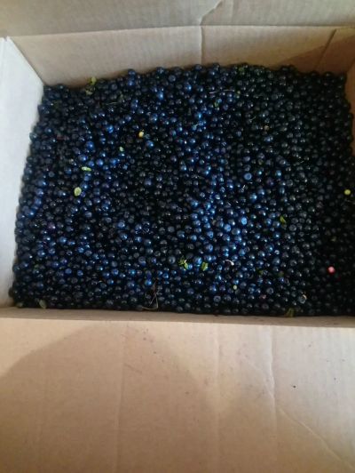 Лот: 16279930. Фото: 1. Черника вкусная. Ягоды, орехи