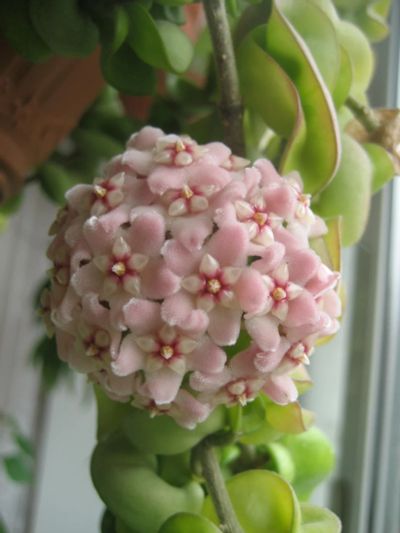 Лот: 7518358. Фото: 1. Хойя компакта (Hoya compacta). Горшечные растения и комнатные цветы
