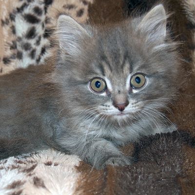 Лот: 11692191. Фото: 1. котятки. Кошки, котята
