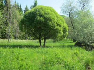 Лот: 17833013. Фото: 1. саженцы ивы. Декоративные кустарники и деревья