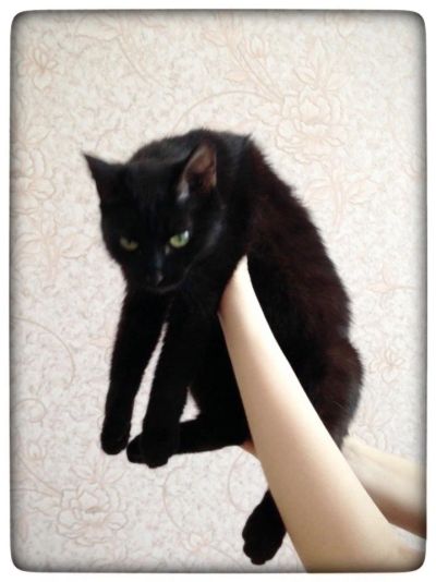 Лот: 14368893. Фото: 1. кошечка,киса Киралинка. Кошки, котята