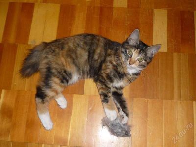 Лот: 2955904. Фото: 1. Курильский бобтейл на вязку... Кошки, котята