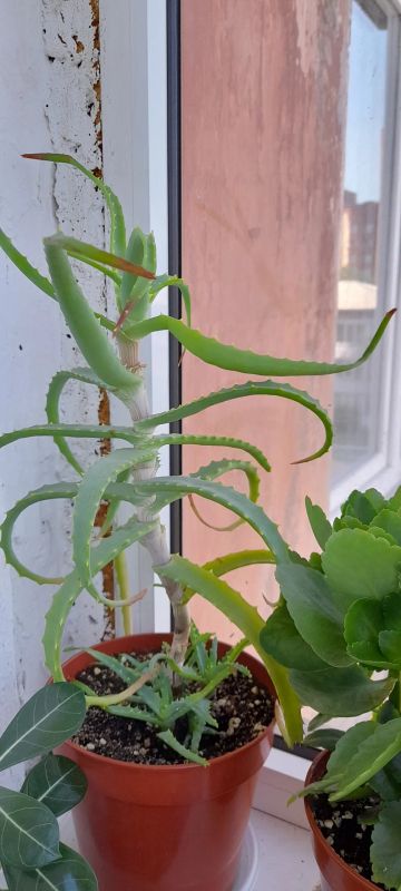 Лот: 25514213. Фото: 1. Алоэ. Горшечные растения и комнатные цветы