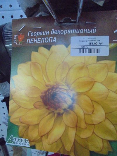 Лот: 7309554. Фото: 1. Семена. Георгин декоративный... Садовые цветы