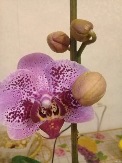 Лот: 16364455. Фото: 1. Орхидея фаленопсис (детка). Горшечные растения и комнатные цветы