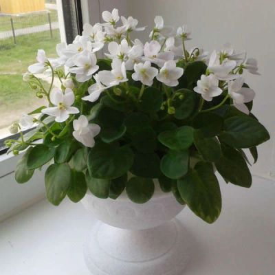 Лот: 5261082. Фото: 1. Сортовая ампельная фиалка Milky... Горшечные растения и комнатные цветы