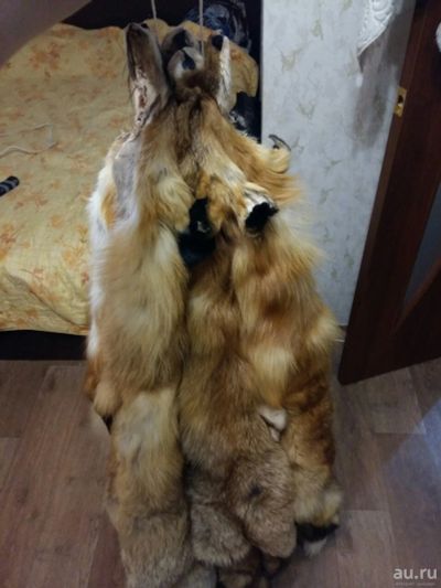 Лот: 13703859. Фото: 1. Лисьи шкуры. Чучела животных, рога, шкуры