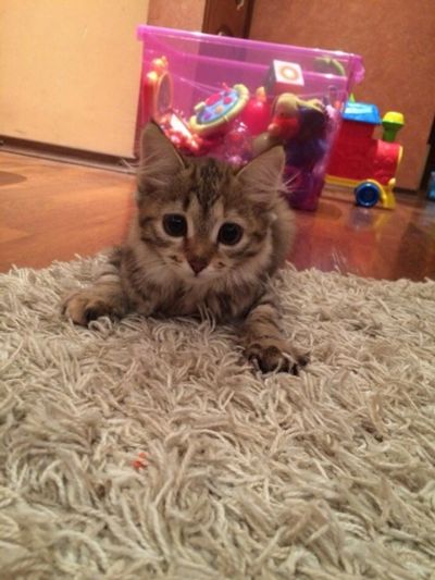Лот: 4633856. Фото: 1. Котенок (девочка). Кошки, котята