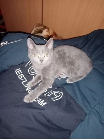 Лот: 17053481. Фото: 1. Котята. Кошки, котята