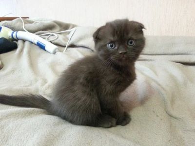 Лот: 2909251. Фото: 1. Шотландские котята. Кошки, котята