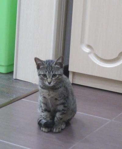 Лот: 10123029. Фото: 1. Отдам кошечку исключительно в... Кошки, котята