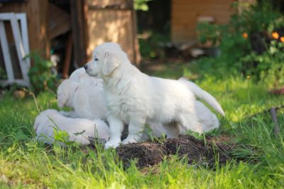 Лот: 7434336. Фото: 1. Чудесный щенок золотистого ретривера... Собаки, щенки