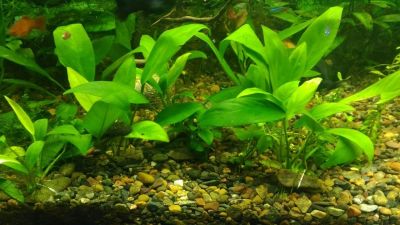 Лот: 12144396. Фото: 1. Анубиас копьевидный (Anubias hastifolia... Водные растения