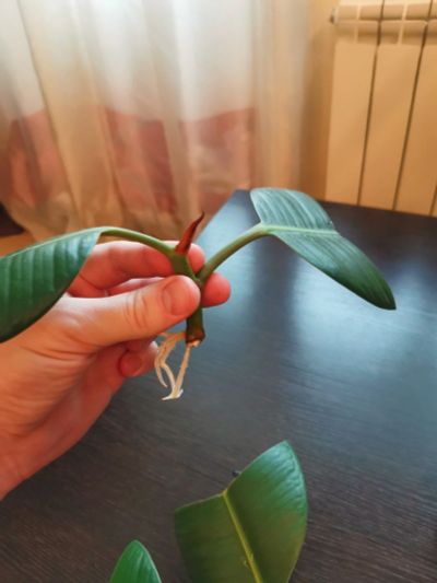 Лот: 17103755. Фото: 1. Фикус эластичный (Ficus elastica... Горшечные растения и комнатные цветы