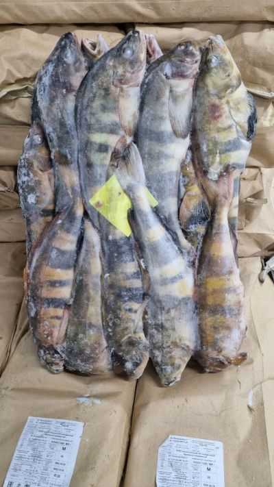 Лот: 20764504. Фото: 1. Терпуг Курильский с/м. Икра, рыба, морепродукты