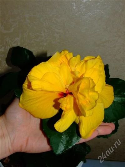 Лот: 1329792. Фото: 1. Гибискус Желтый Махровый - укорененный... Горшечные растения и комнатные цветы
