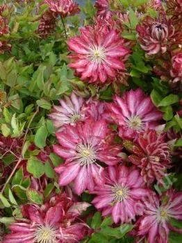 Лот: 2632276. Фото: 1. клематис Clematis Kaen. Другое (семена, рассада, садовые растения)