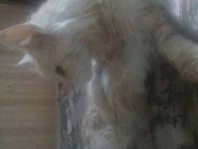 Лот: 14298982. Фото: 1. Кошка мейкун (повторно, покупатель... Кошки, котята