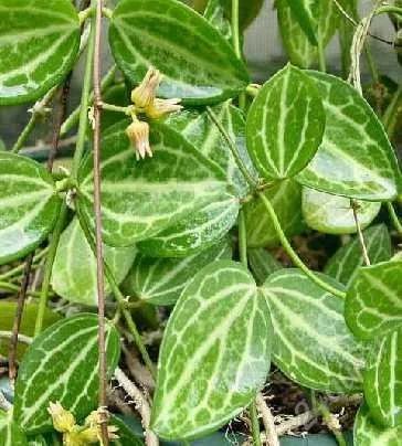 Лот: 2850771. Фото: 1. Дисхидия овата(Dischidia ovata... Горшечные растения и комнатные цветы