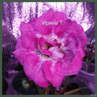 Лот: 13970631. Фото: 1. Глоксиния "ЕН Розовый Гламур... Горшечные растения и комнатные цветы